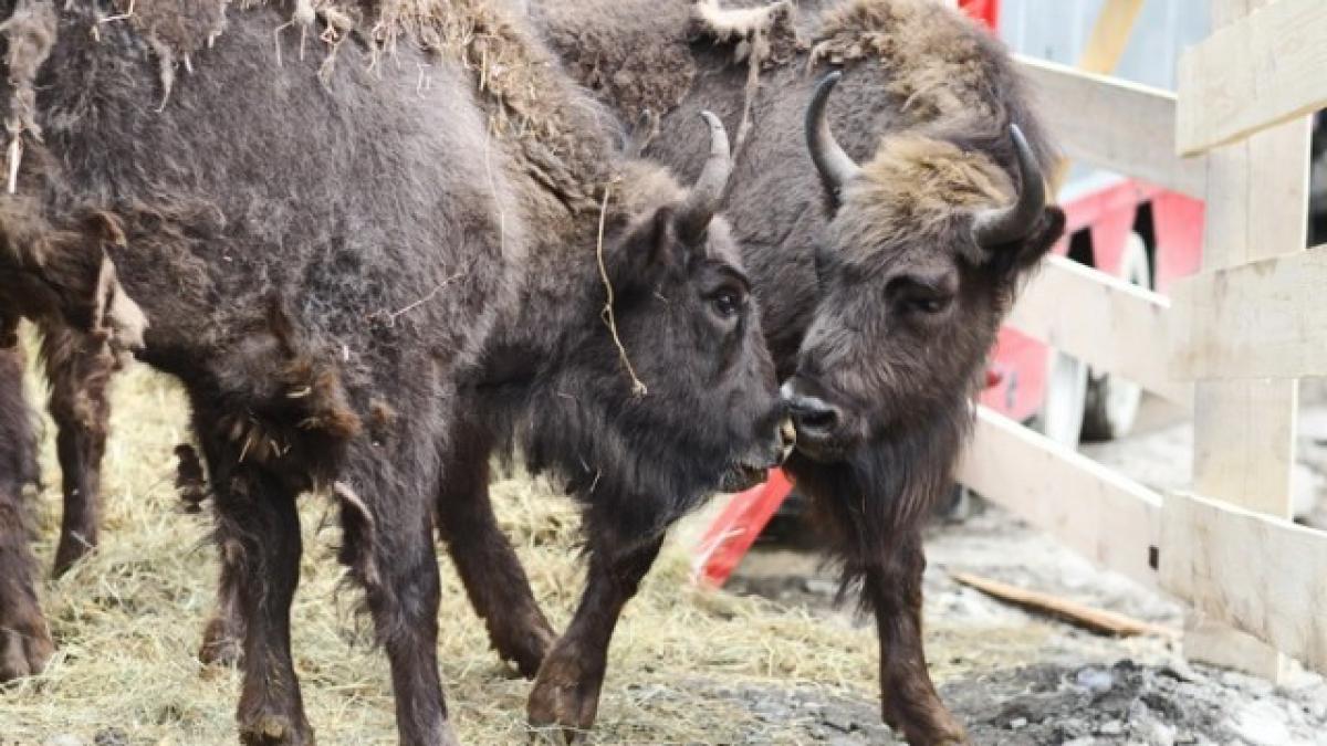 zimbri_romania_05132400