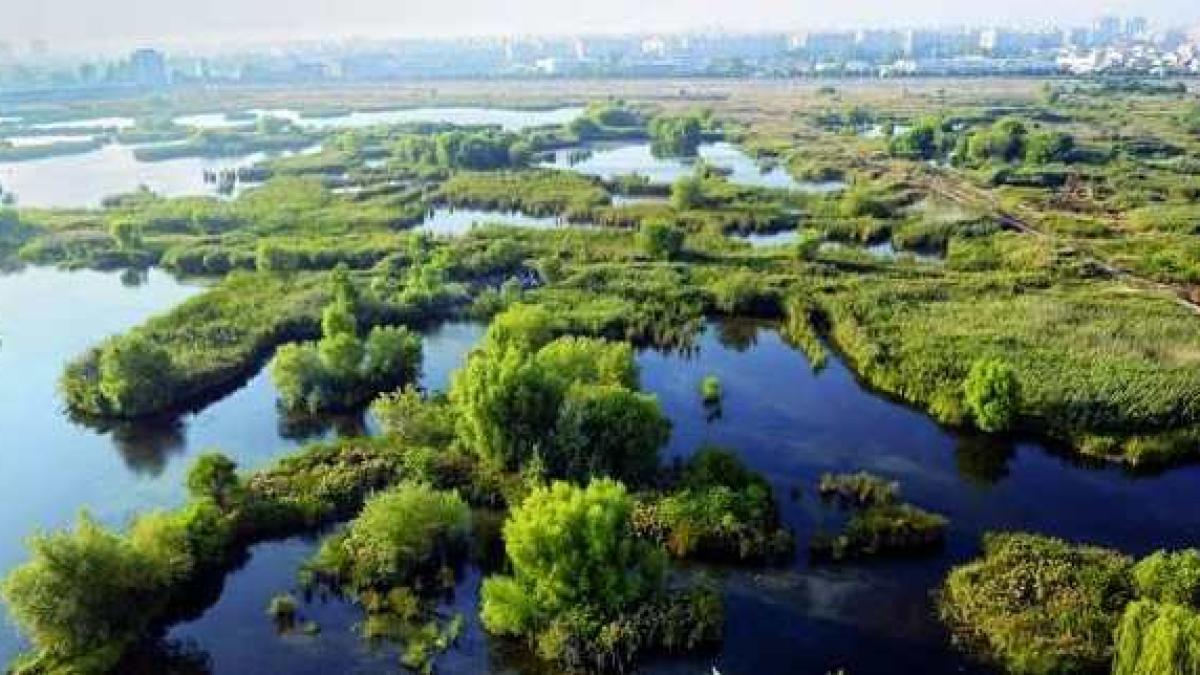 delta_vacaresti_86552200