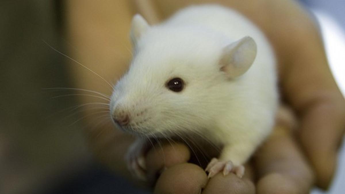 soarece_regret_08371400