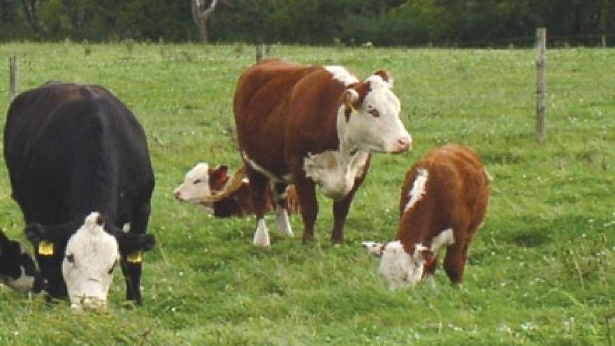 animale_la_pascut_66000800