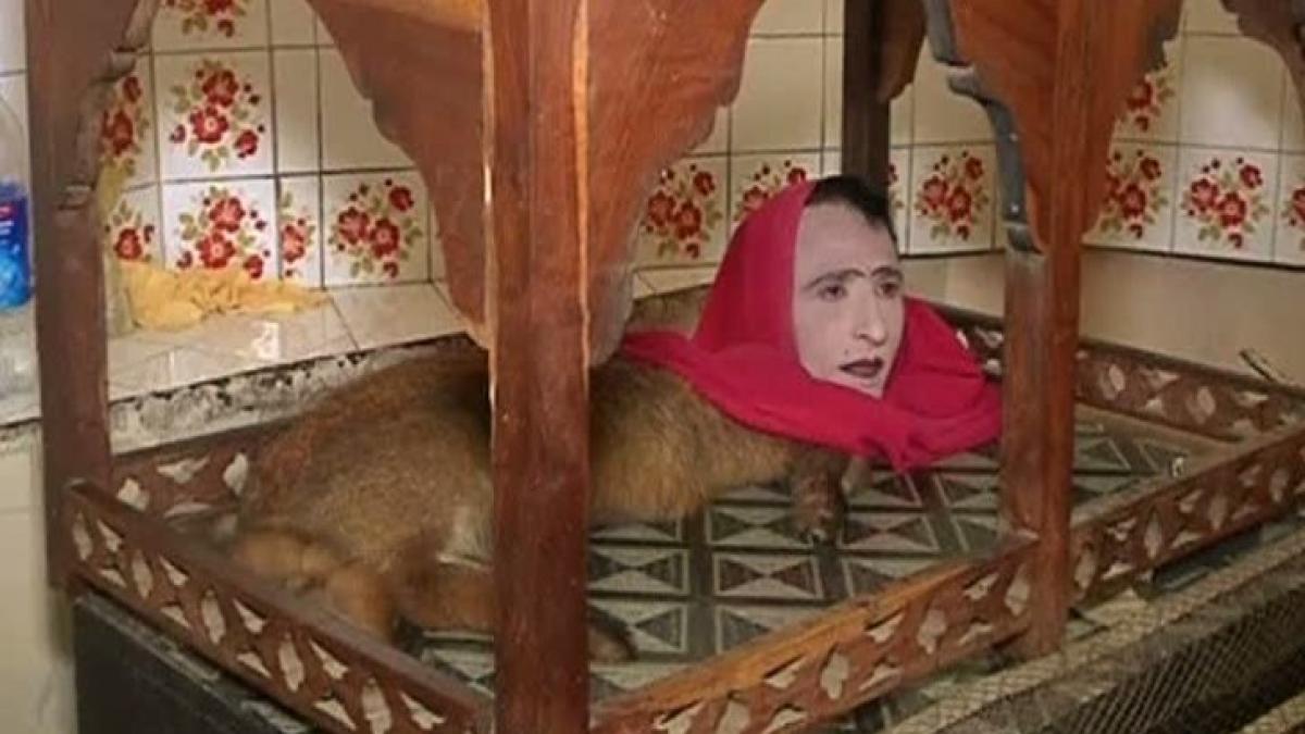 creatura_fantastica__jumatate_om_jumatate_vulpe_85334700_22113200