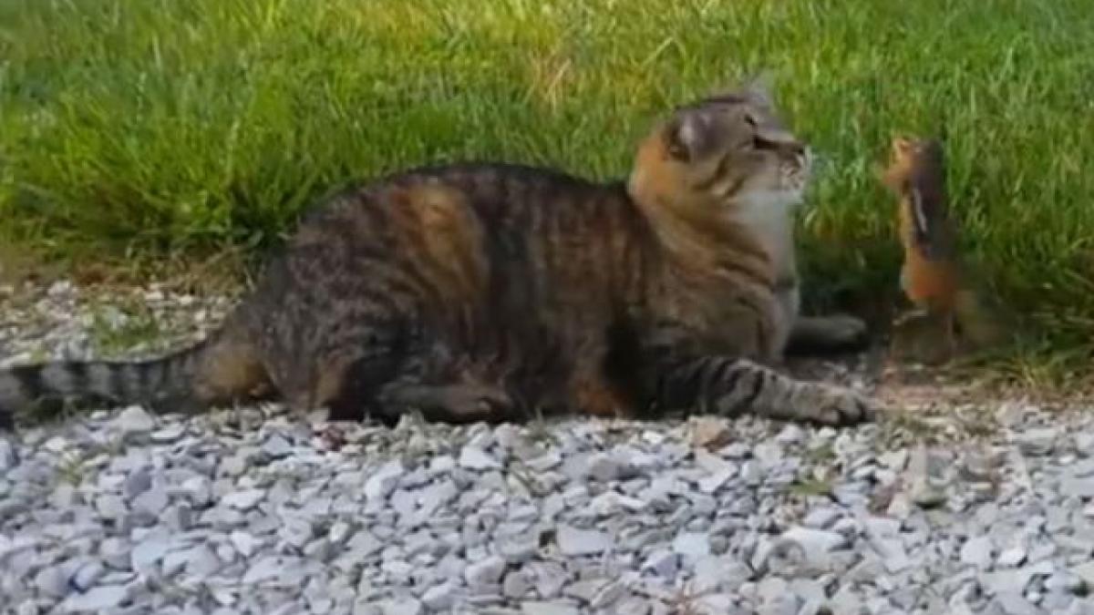 gato_n_640x640x80_02138100