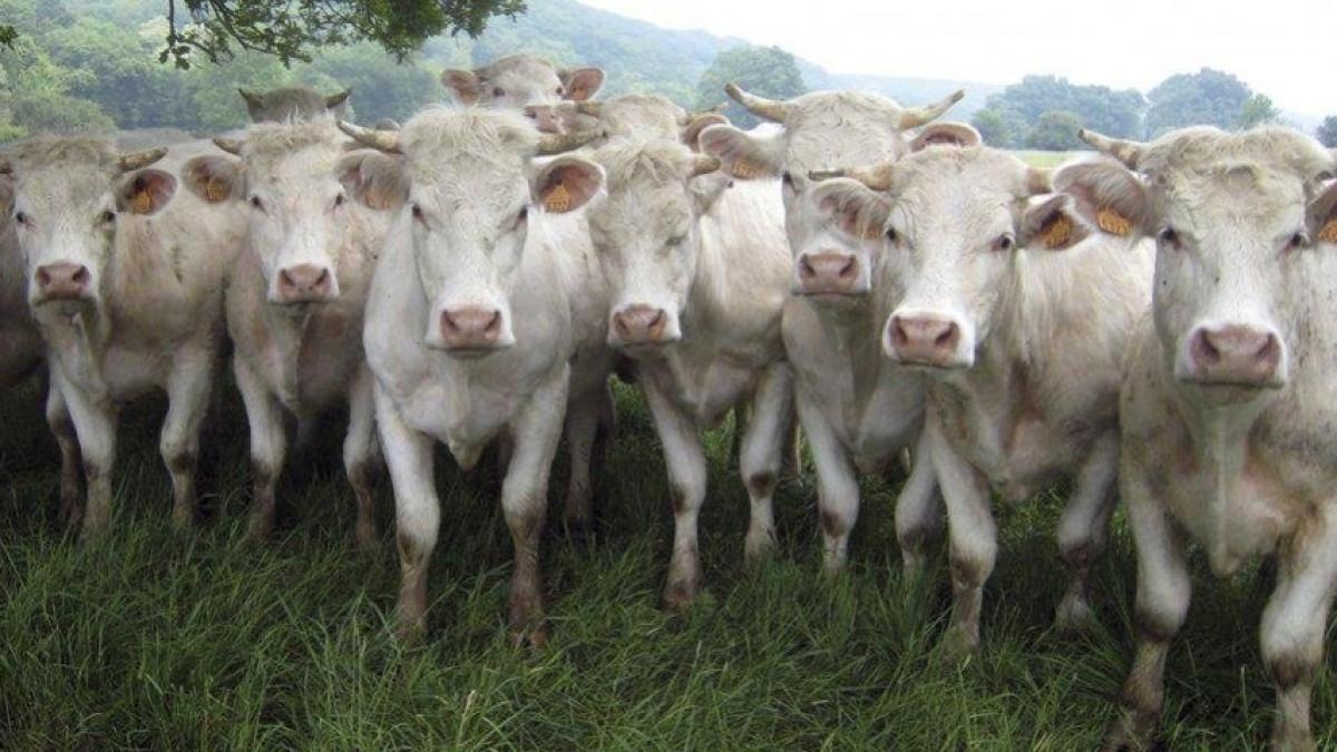 large_image_12744_11676600