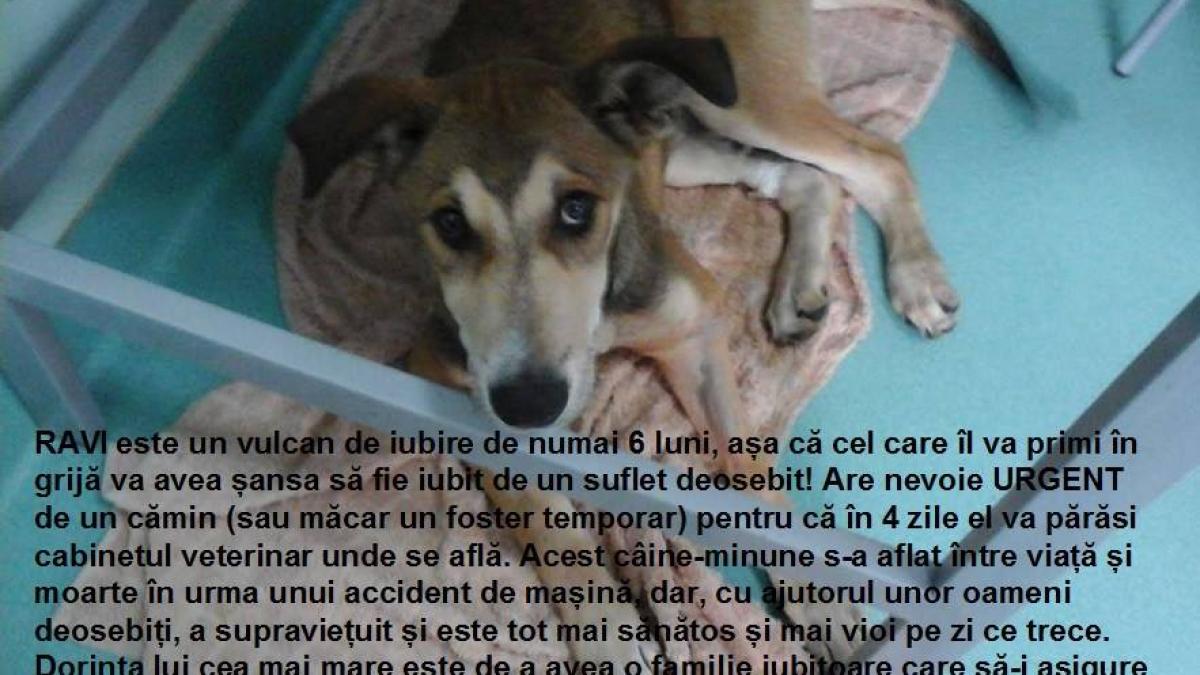 ravie_the_dog_00607000