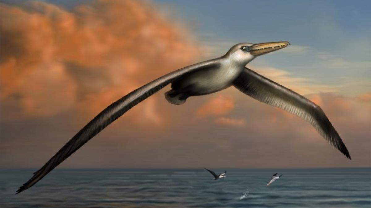 pelagornis_sandersi_74223300