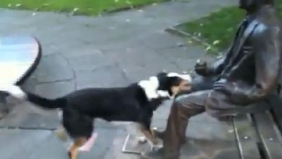 perro_n_640x640x80_70268600