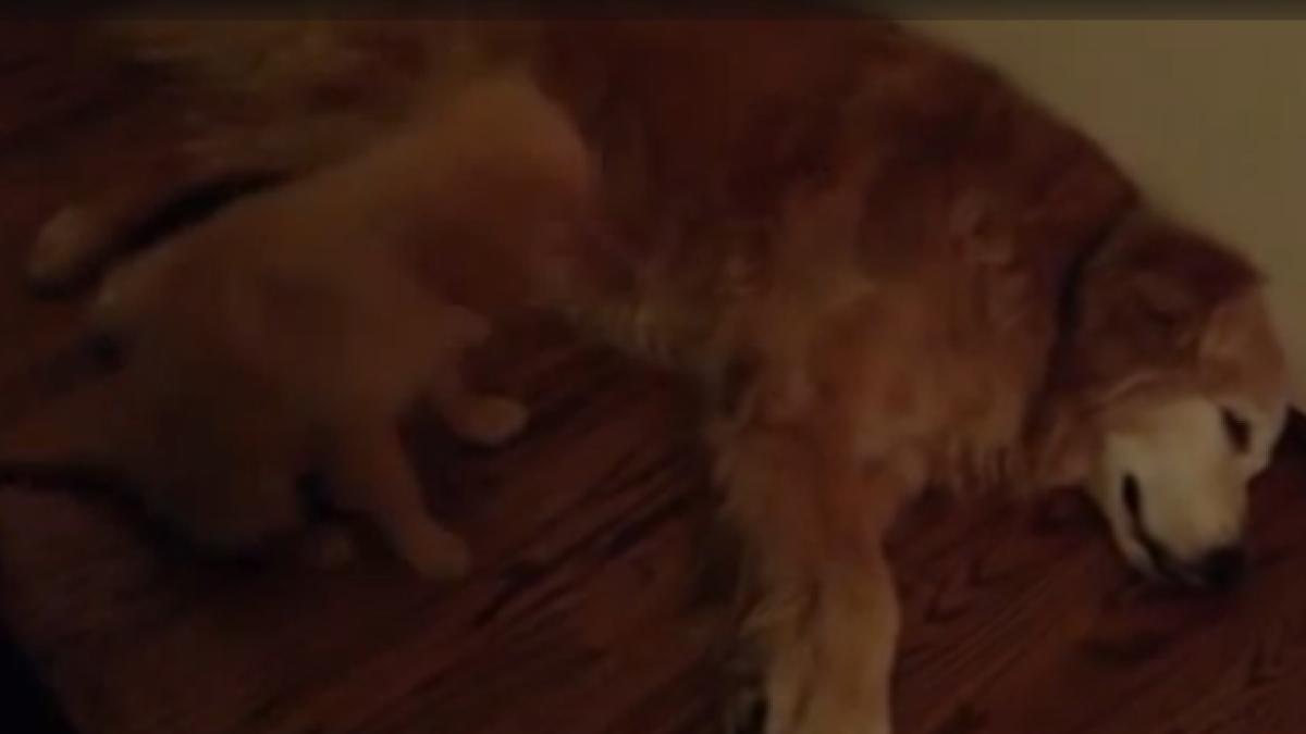 screen_shot_2014_07_15_at_11_01_05_am_28658000