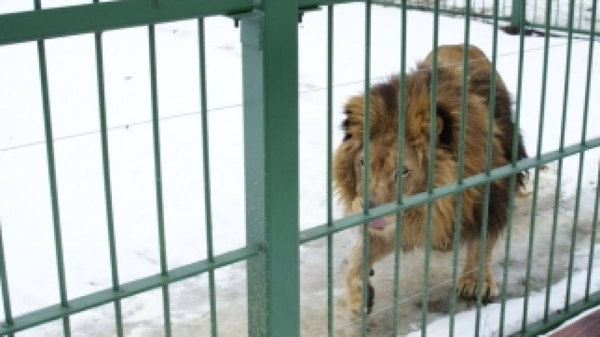 leul_Simba__singurul_care_are_un_nume_dintre_toate_vietatile