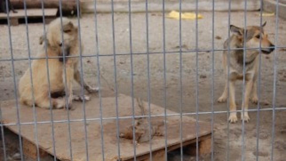 adapost-caini-slatina