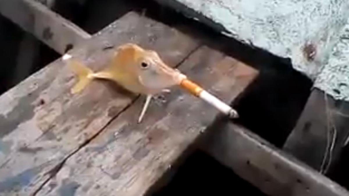 screen_shot_2014_08_05_at_11_36_23_pm_62929900