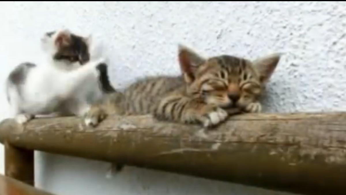 screen_shot_2014_08_18_at_10_28_50_am_40492900