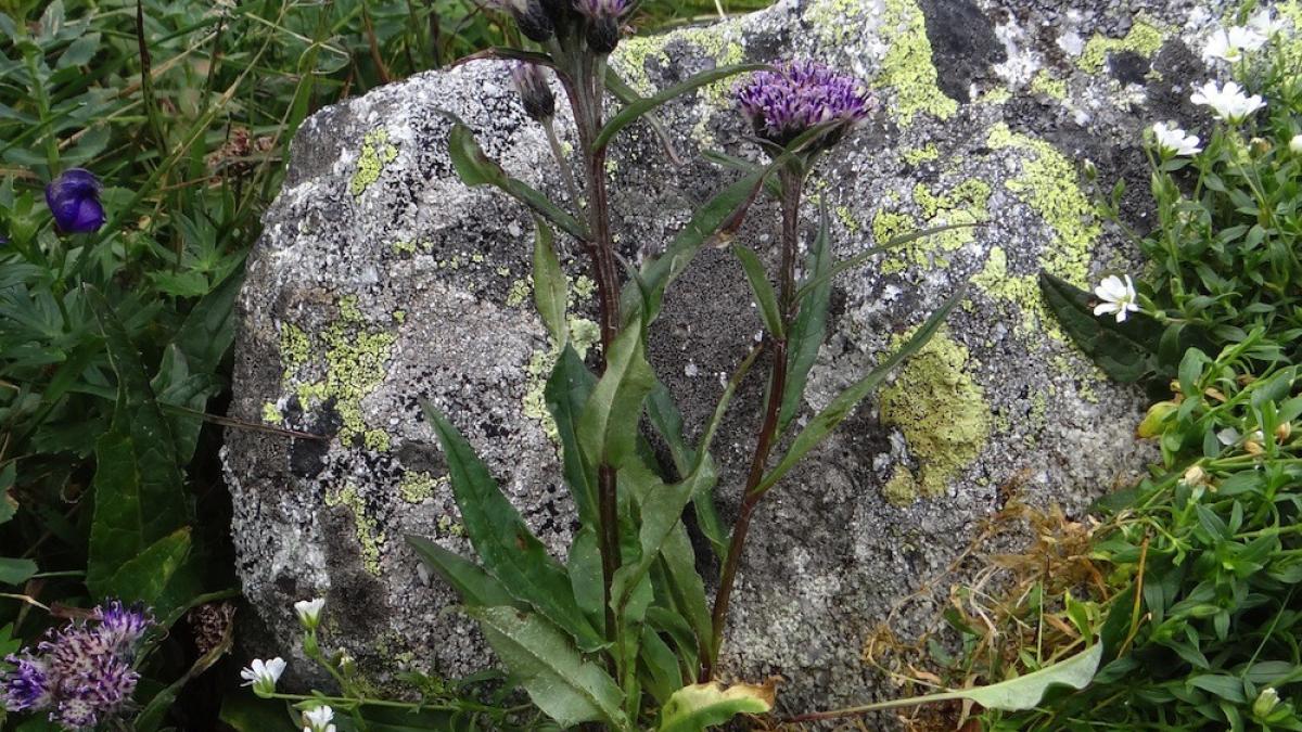 saussurea_alpina_55927400