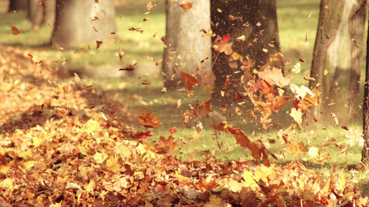 autumn_leaves_nature_wind_1024x768_09289500