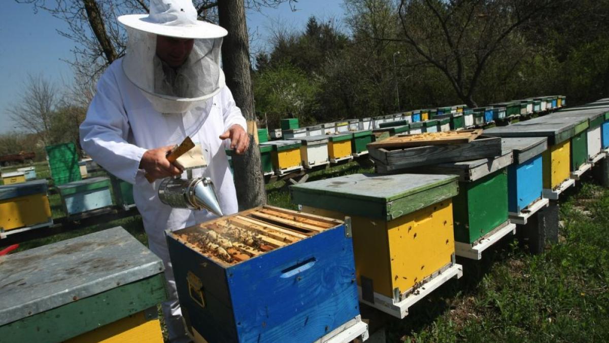 apicultura_15813700