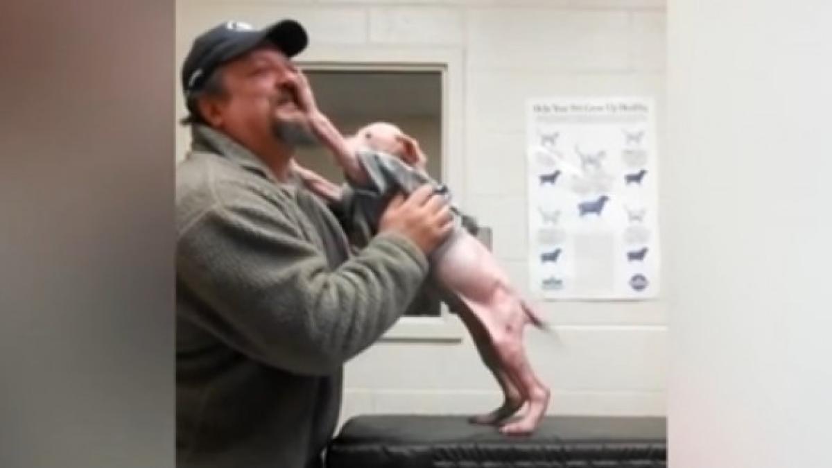 9_15_14_pit_bull_puppyprc-e2prc-80prc-99s_reaction_to_being_reunited_with_rescuer11_590x322_61874100