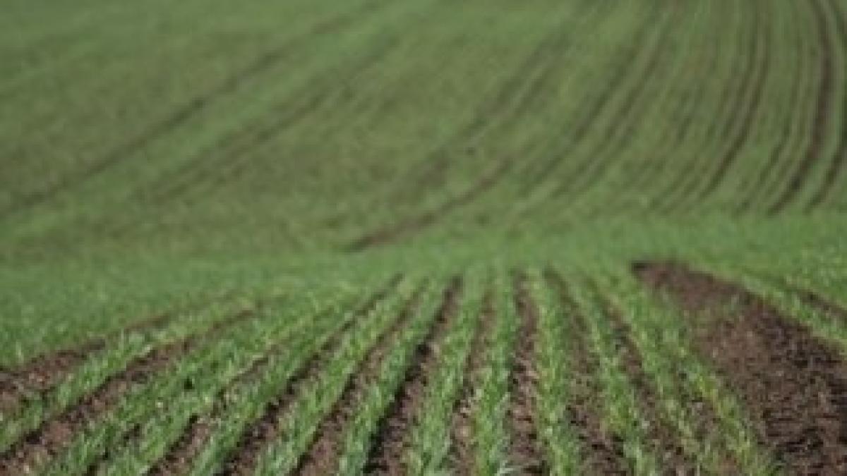 d38f2d11d270336c1999aff912a0e6d2_teren-agricol-cultivat_gImage-e1278405495504