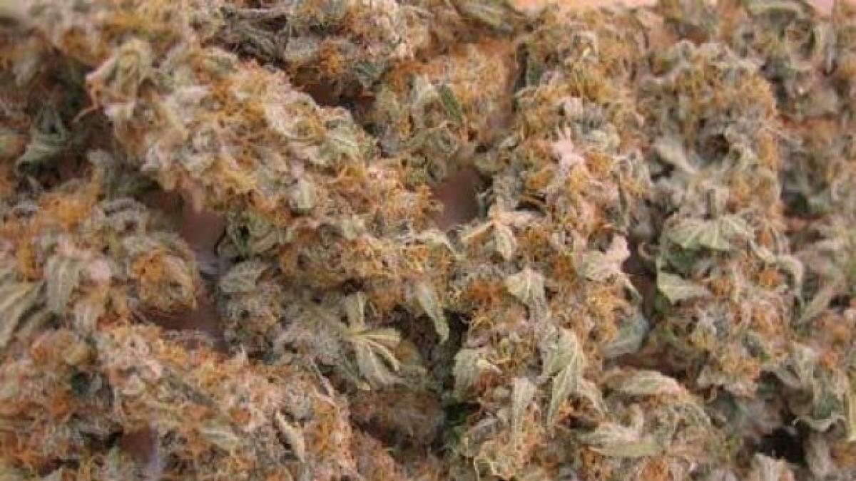 marijuana_africana_31739100