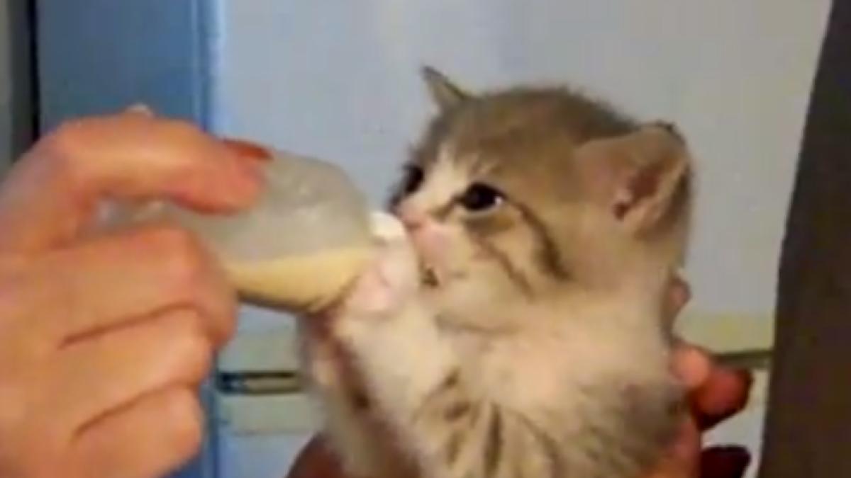 screen_shot_2014_10_22_at_15_56_09_86263400