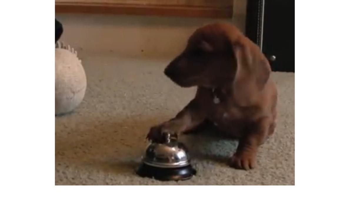 catel_sonerie_39704600