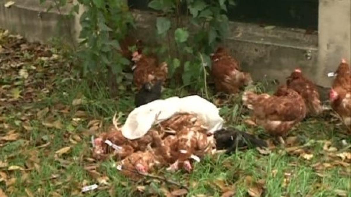 gaini_acl_64801700_48559200