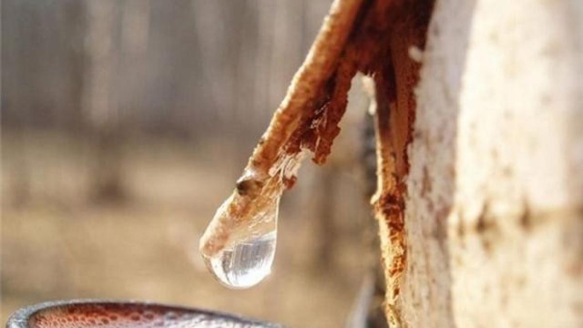 seva_de_mesteacan1_54076500