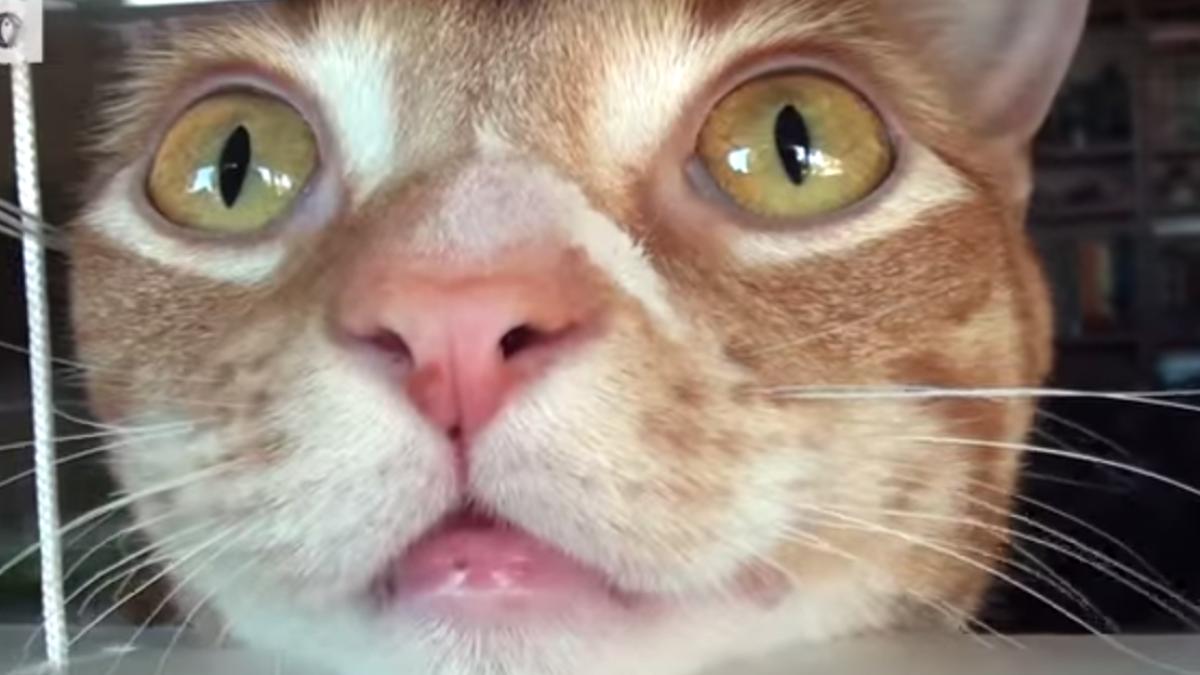 screen_shot_2014_11_19_at_11_44_58_96469200