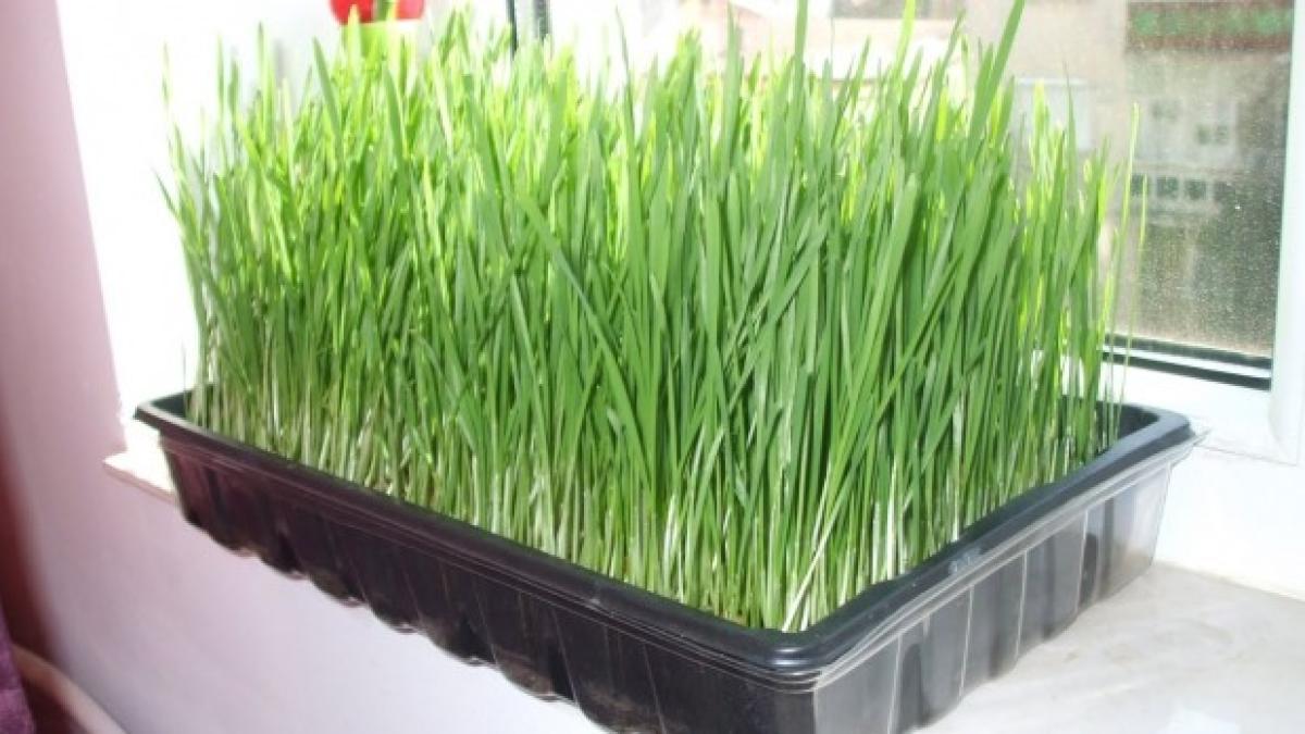 grau_incoltit_47637400