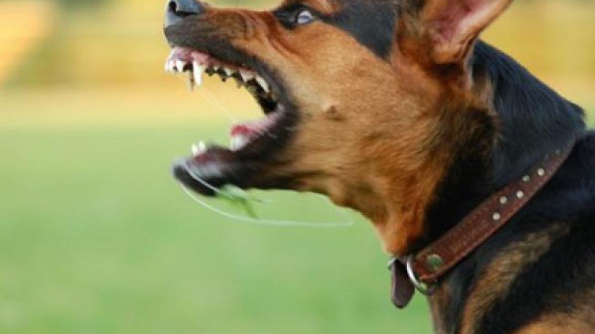 652x450_020109_caine_agresiv_78752400