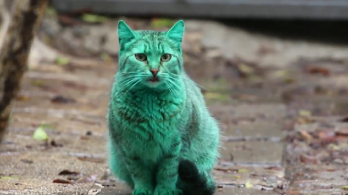 screen_shot_2014_12_05_at_3_14_53_pm_91333900