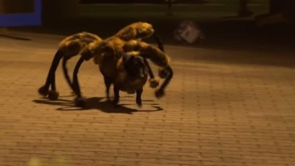 cainele_urias_paianjen_10650300