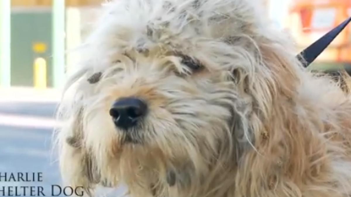 screen_shot_2014_12_11_at_8_15_12_pm_75539300