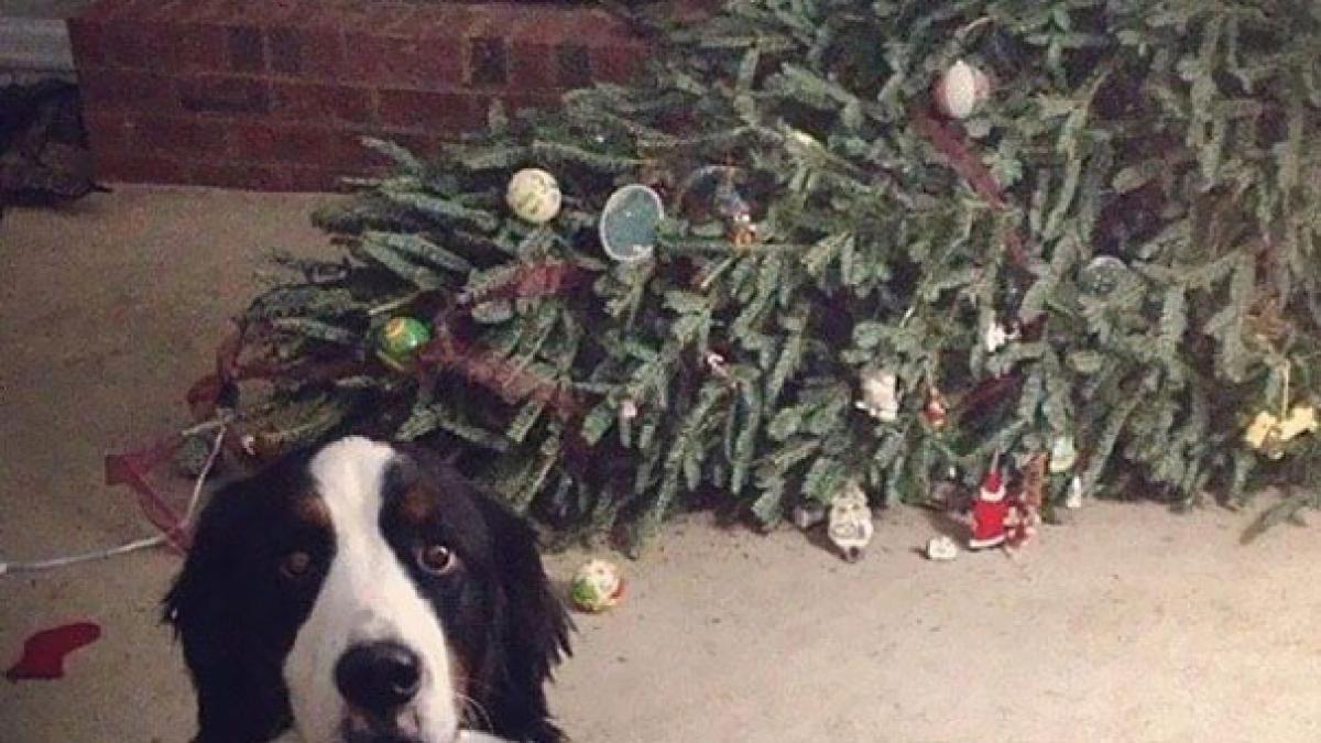 xx_animals_destroying_christmas_1__605_23509800