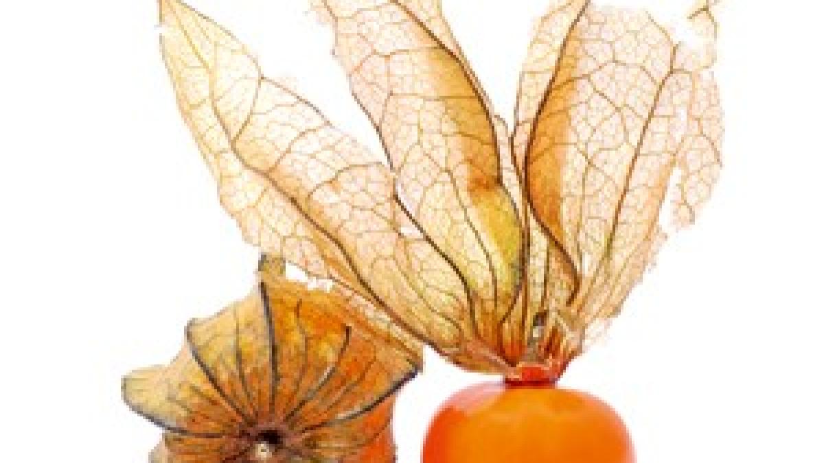 incan_berries_63259200