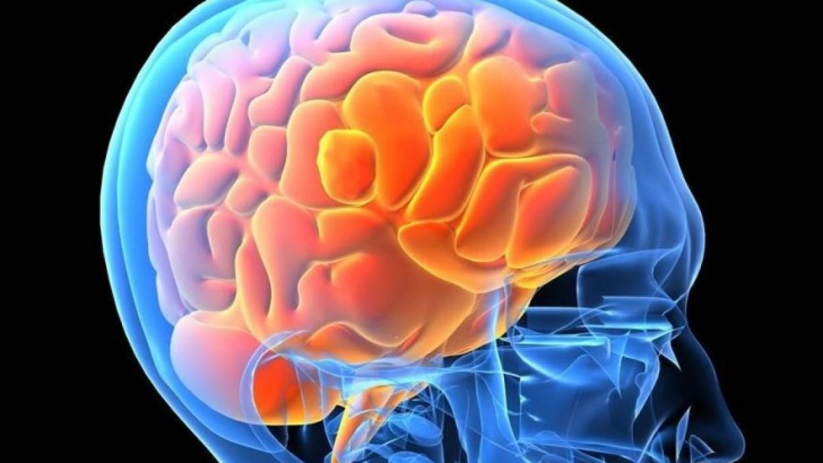 human_brain011_05327100_92206700