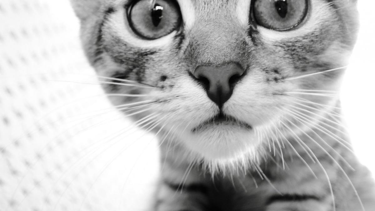 cat_cats_32040775_1440_900_11818000