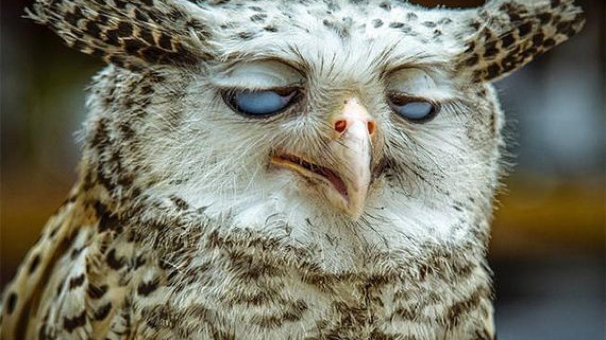 16_party_animals_had_little_34111500