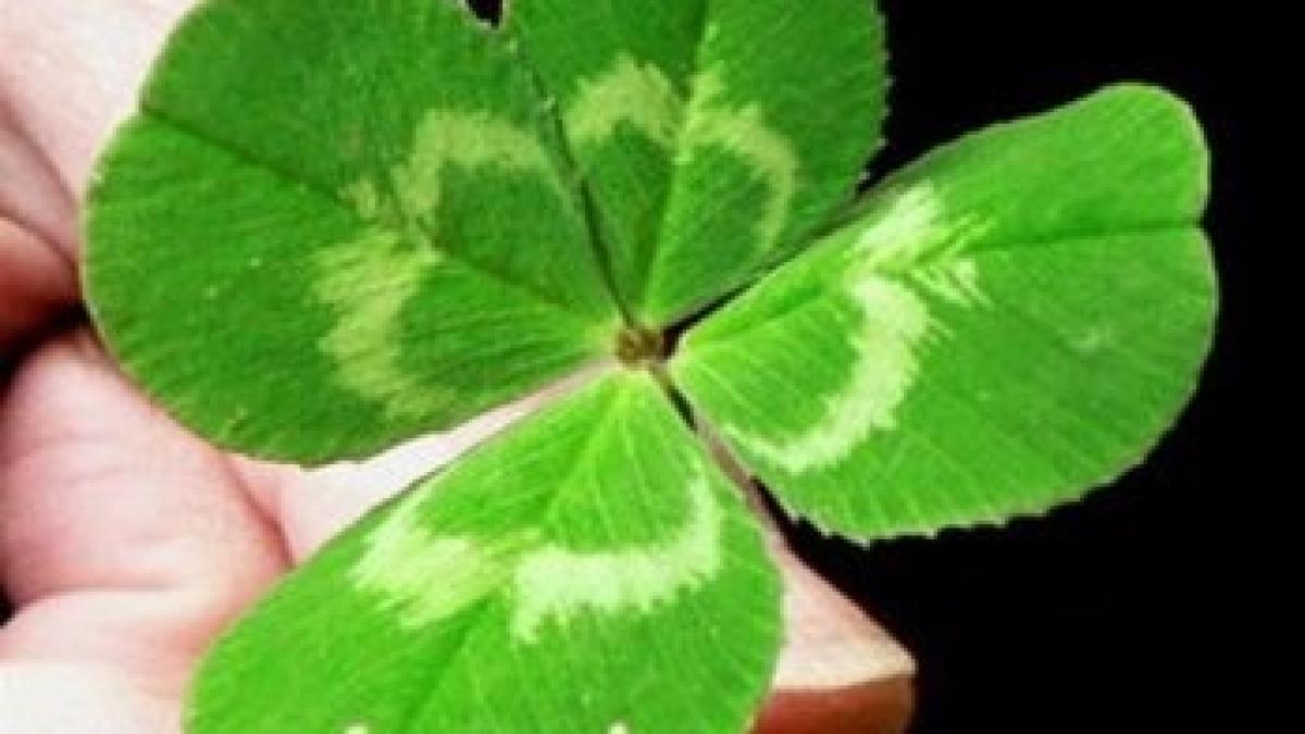 trifo_alb_norocos_46984200