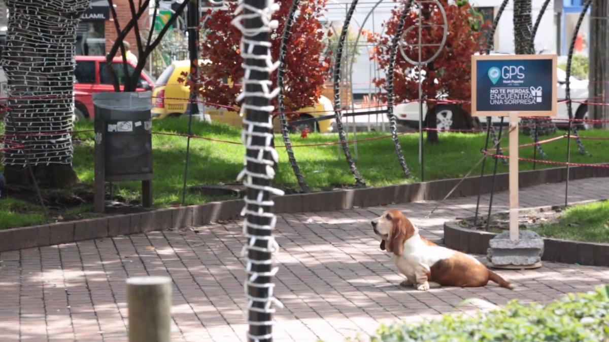 hush puppies reclama in care un caine le face surprize celor care il urmeaza video