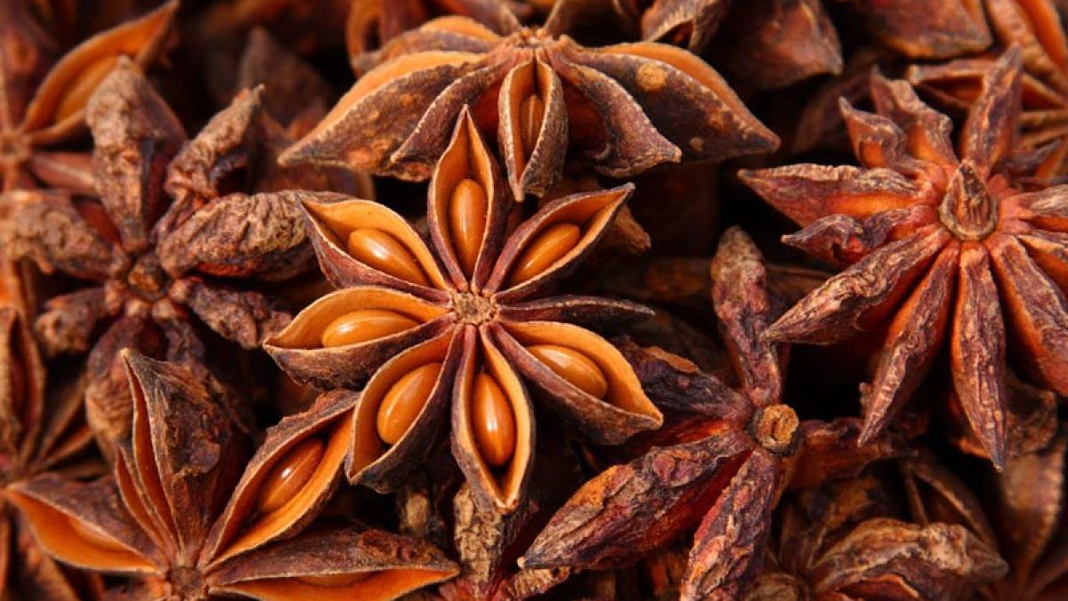 anason_stelat_intreg_56530500