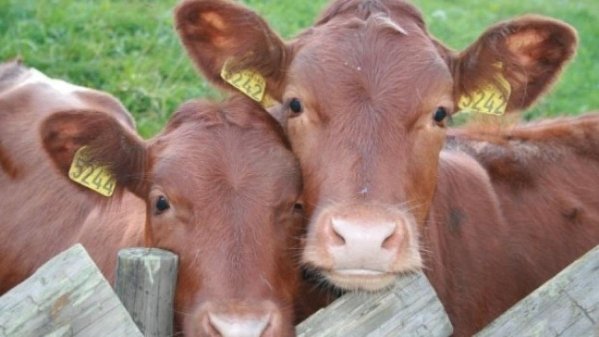 vaca_nebuna_65171000_28748500