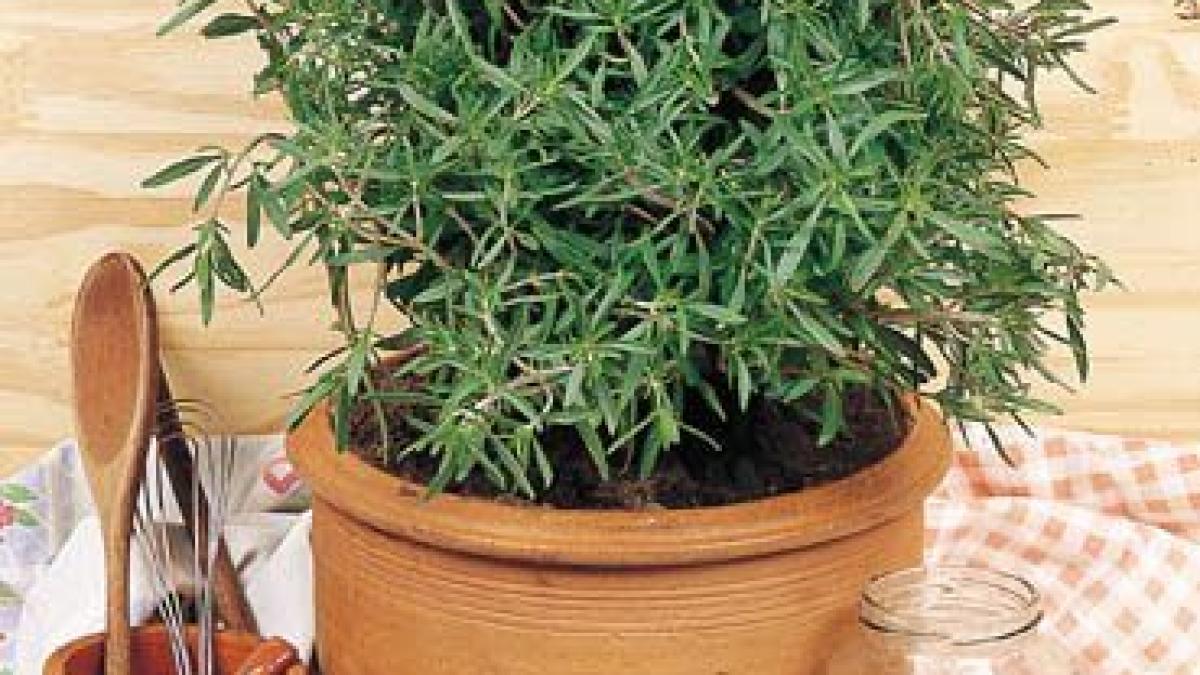 tna_800x600_63_mirodenii2_89269300