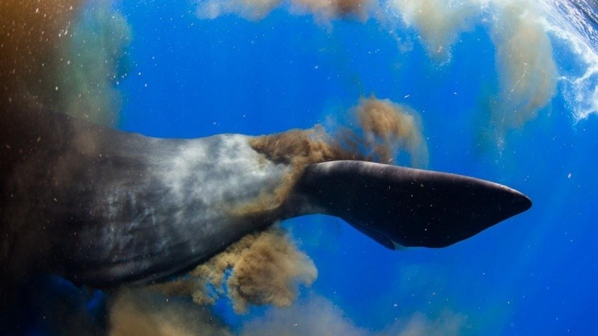 balena_defecand_1_97425500