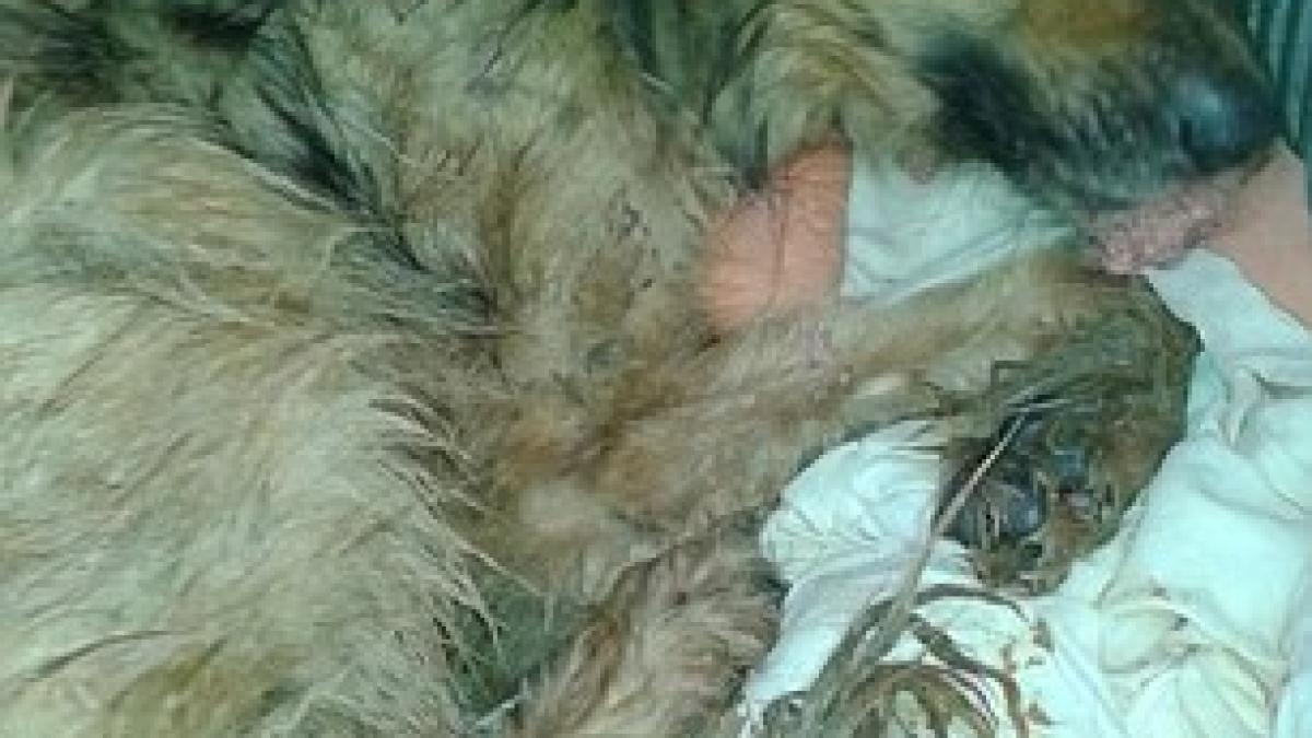 caine_adapost1_77002600