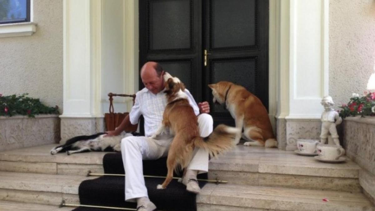 basescu_caini_37682500_89553900