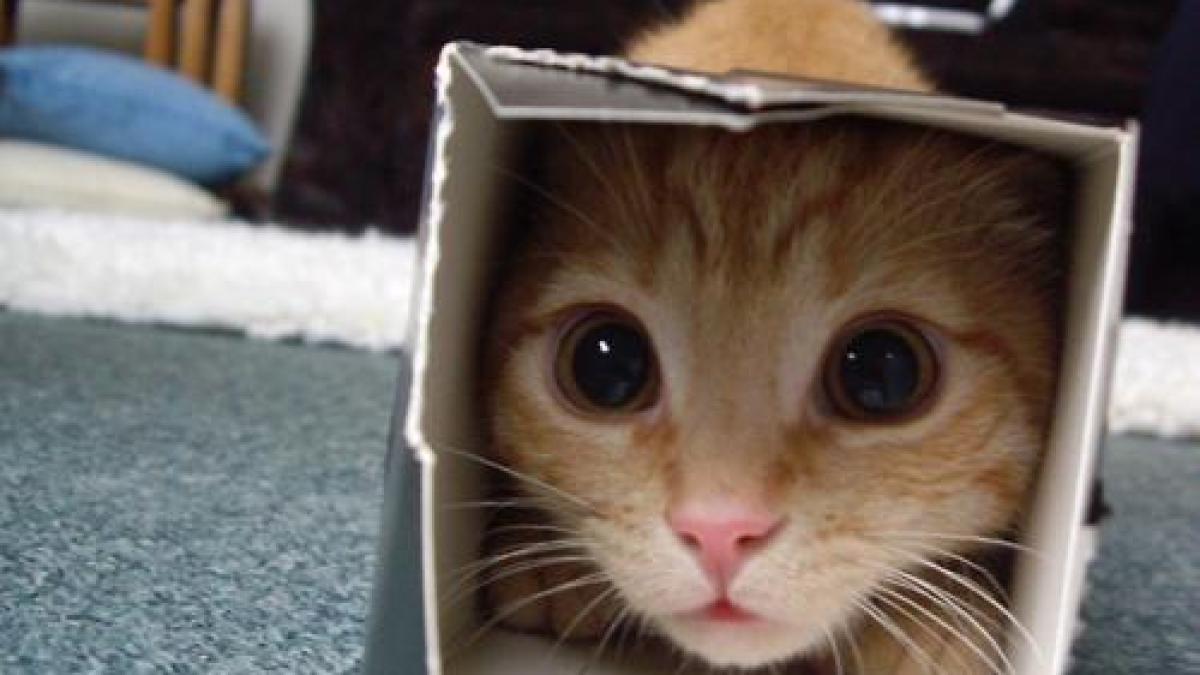 cat_in_a_box_56821100