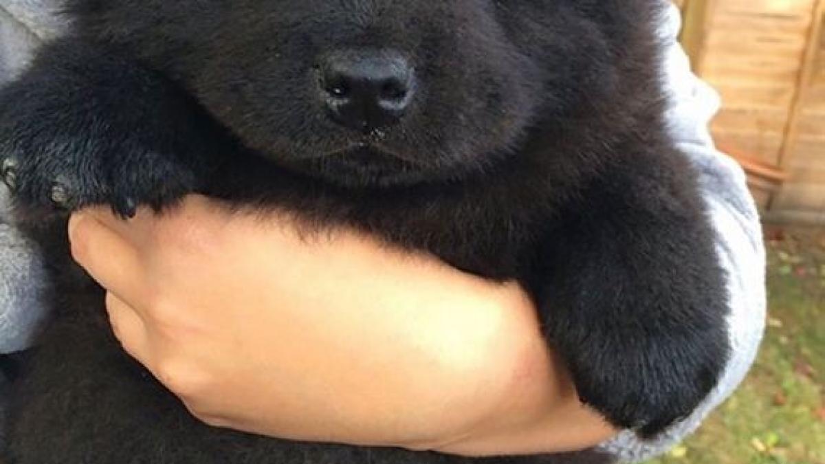 06_puppies_bears_49164000
