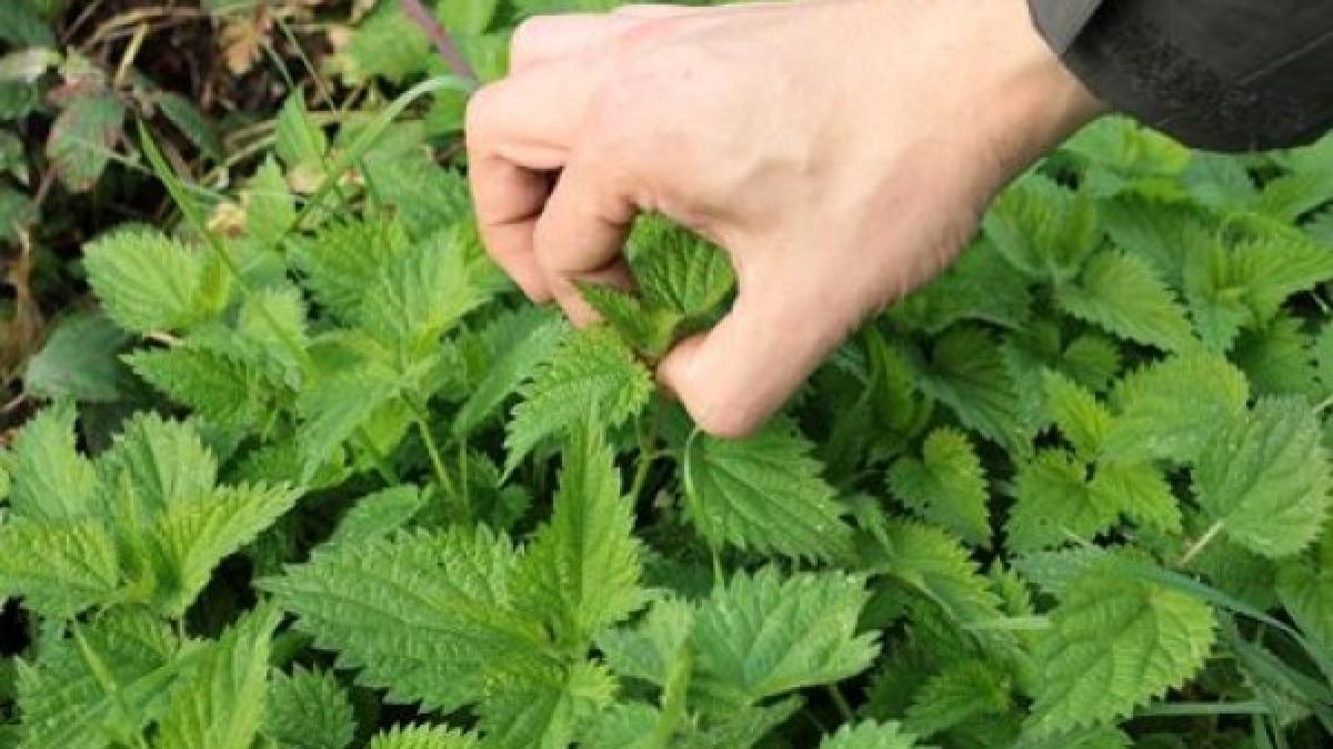 cura_cu_urzica_75281200