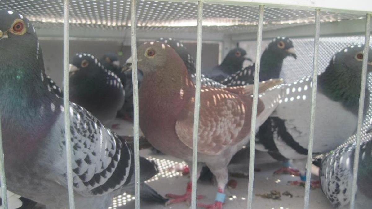 frsc_campina_imbarcare_etapaf_fond_13_iunie_2011_foto_21_63024200