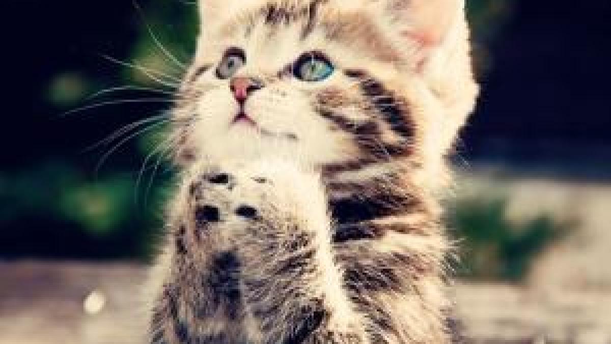 pisica_47343_26845700