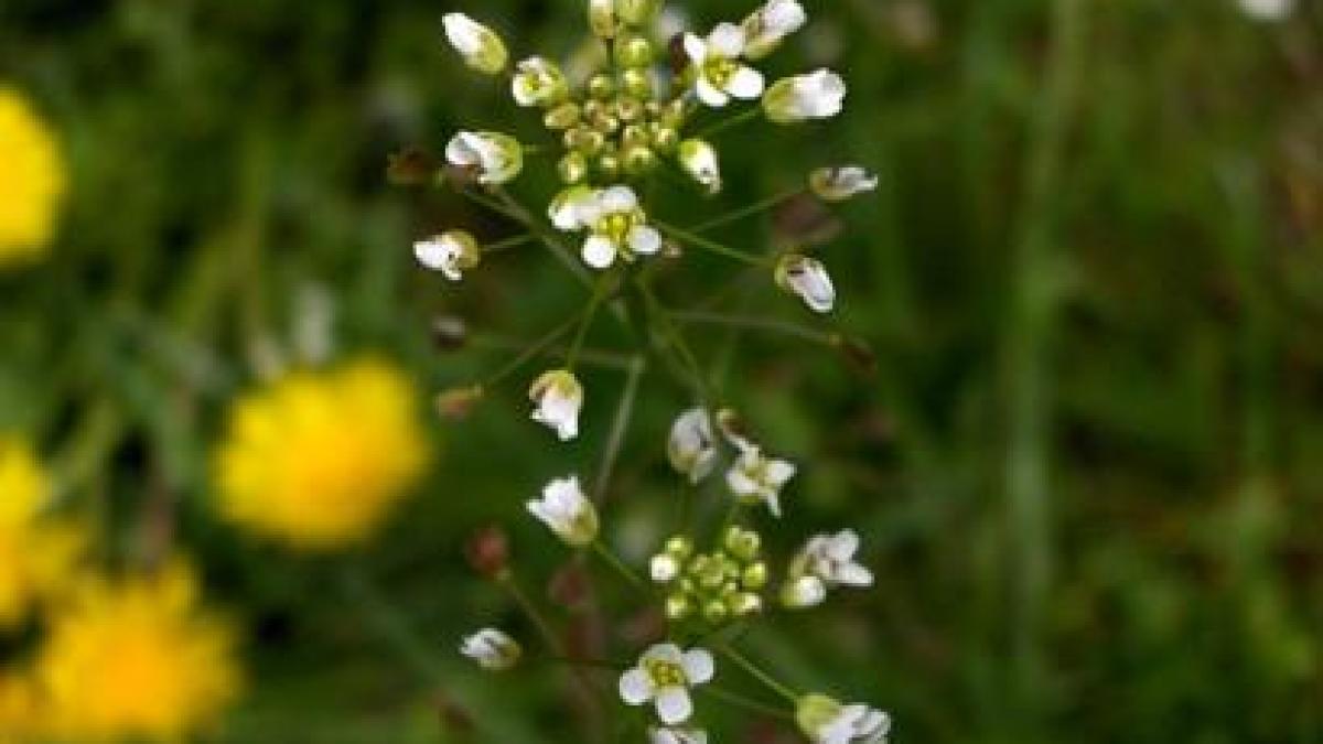 traista_ciobanului_98872100